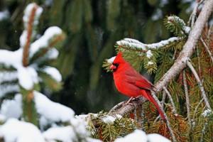 Northern Red Cardinal In Winter